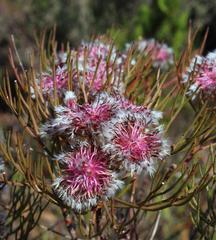 Serruria phylicoides