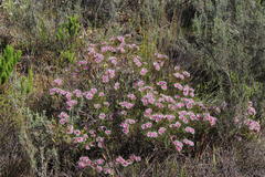 Serruria phylicoides