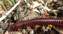 Trigoniulus macropygus