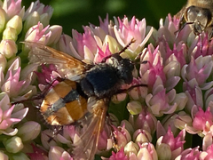 Tachina fera