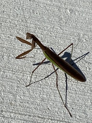 Tenodera sinensis