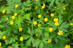 Ranunculus propinquus