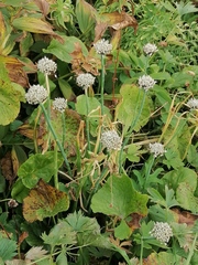 Allium ledebourianum