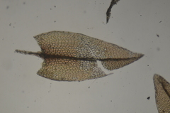 Ptychostomum weigelii