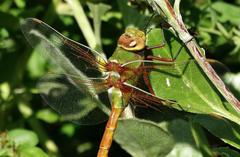 Anax speratus