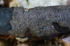 Graphostroma platystomum