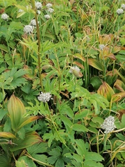 Allium ledebourianum