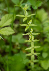 Cruciata glabra