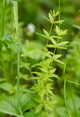 Cruciata glabra