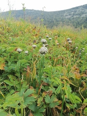 Allium ledebourianum