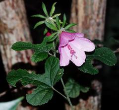 Hibiscus pedunculatus