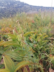Hedysarum theinum
