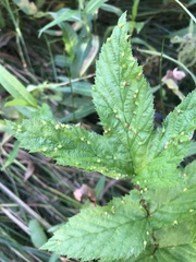 Dasineura ulmaria