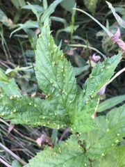 Dasineura ulmaria