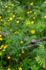 Ranunculus propinquus