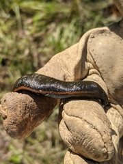 Macrobdella
