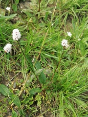 Bistorta officinalis