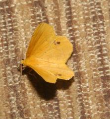 Petrodava leucicolor