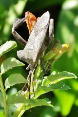 Elasmopoda