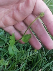 Ranunculus altaicus