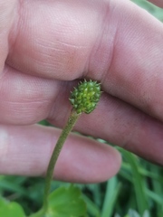Ranunculus altaicus