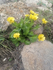 Ranunculus altaicus