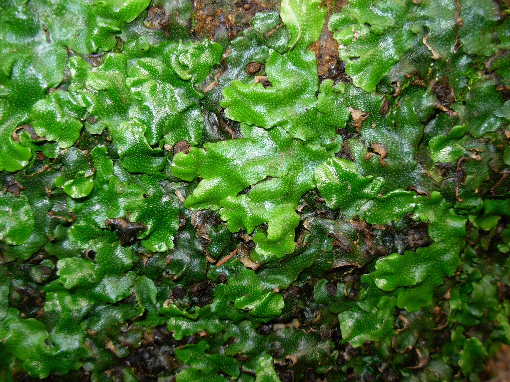Conocephalaceae