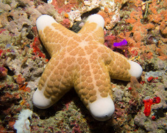Choriaster granulatus