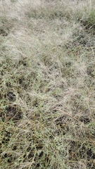 Scleropogon brevifolius