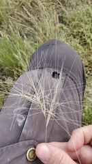 Scleropogon brevifolius