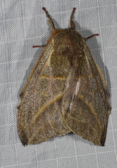 Austrolippa cruenta