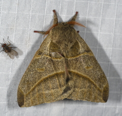 Austrolippa cruenta