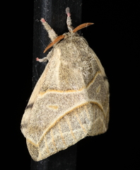 Austrolippa cruenta