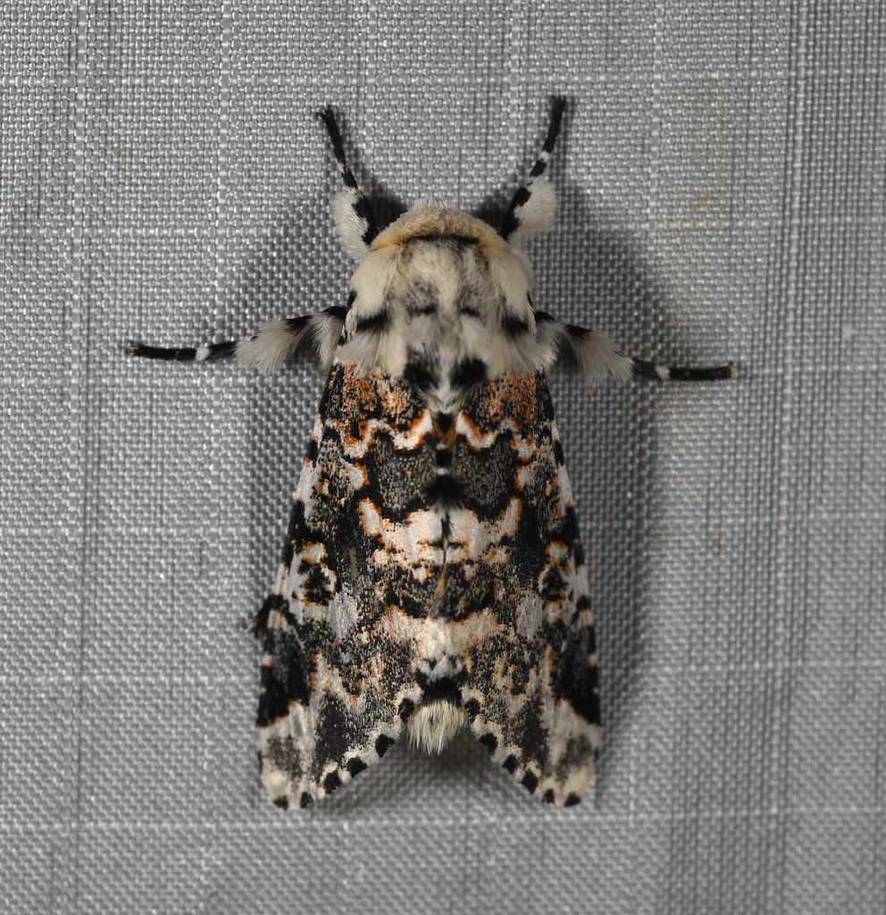 Bathyra chavannesi