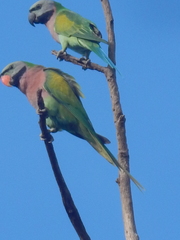 Psittacula alexandri fasciata