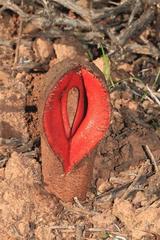 Hydnora africana