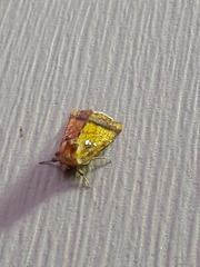 Papaipema leucostigma