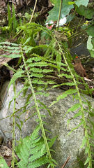 Deparia acrostichoides