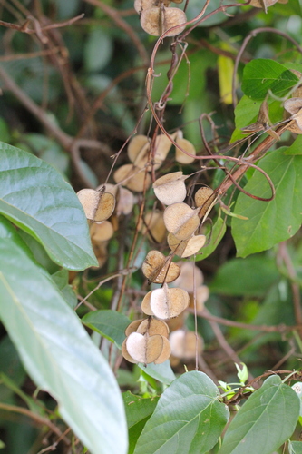 Image of Dioscorea benthamii by no rights reserved