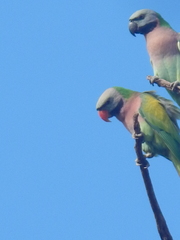 Psittacula alexandri fasciata