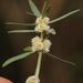 Sessile Joyweed - Photo (c) Tony Rebelo, some rights reserved (CC BY-SA), uploaded by Tony Rebelo