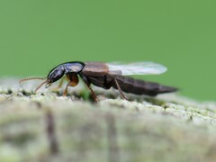 Raphirus