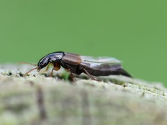 Raphirus