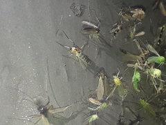 Cricotopus sylvestris