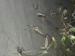 Cricotopus sylvestris
