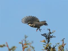 Apalis thoracica capensis