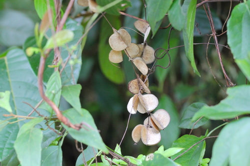Bentham's Yam (Dioscorea benthamii)