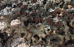 Melanohalea subolivacea