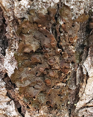 Melanohalea subolivacea