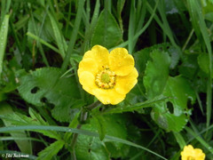 Geum magellanicum